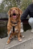 Toller retrieveren Nikita 