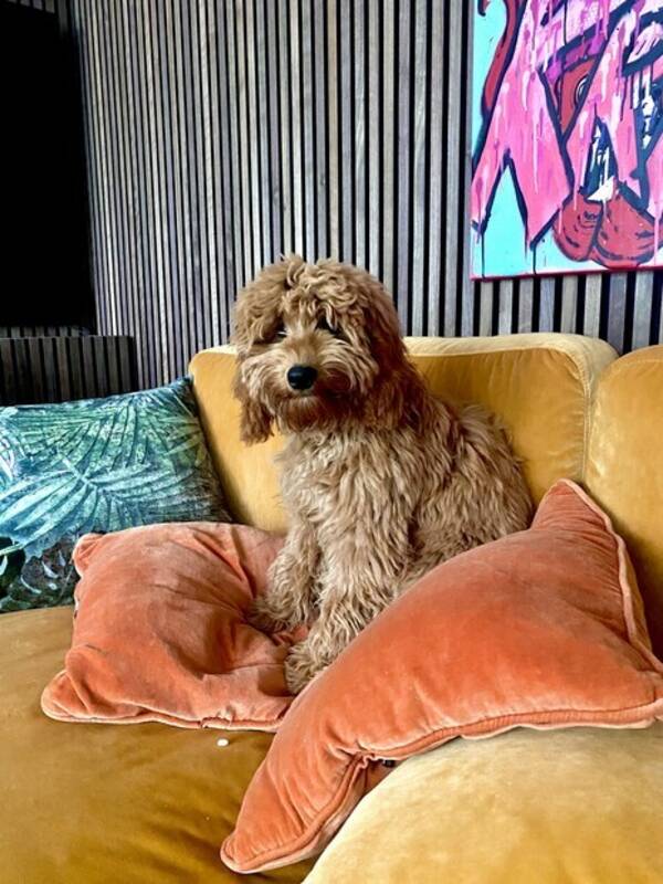 Hund - Labradoodle