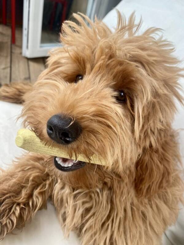 Hund - Labradoodle