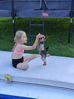 Yorkshire Terrier Archie. Yorkshire Terrier Archie.