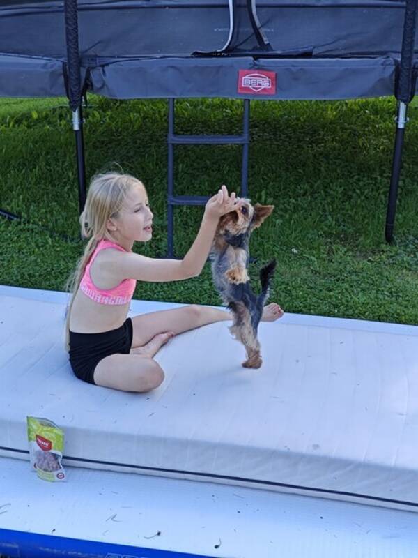 Hund - Yorkshire Terrier Archie. Hund - Yorkshire Terrier Archie.