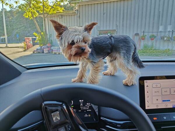 Hund - Yorkshire Terrier Archie.