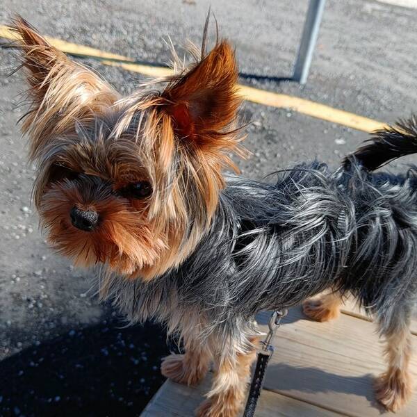 Hund - Yorkshire Terrier Archie. Hund - Yorkshire Terrier Archie.