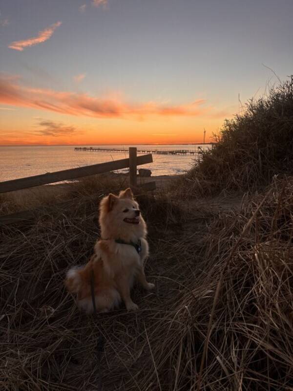 Hund - Buddy  Hund - Buddy