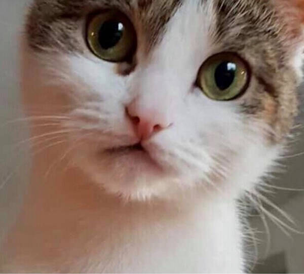 Katt - Katten  Elsa