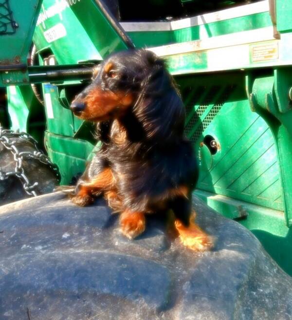 Hund - Taxen Doris 