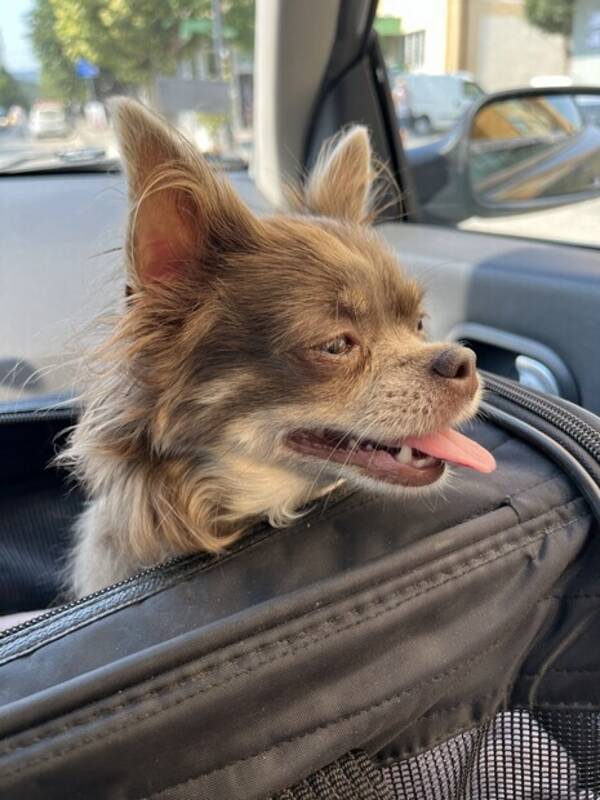 Hund - Chihuahua Mimi