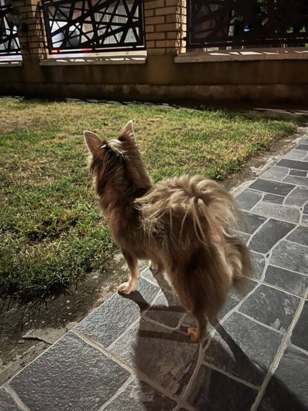 Hund - Chihuahua Mimi