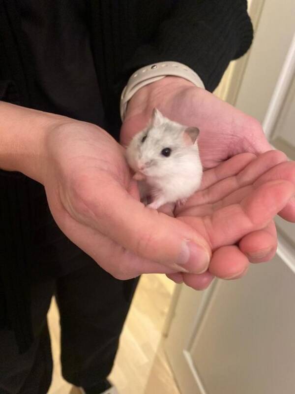 Övrigt - Dvärghamster Moshi Övrigt - Dvärghamster Moshi