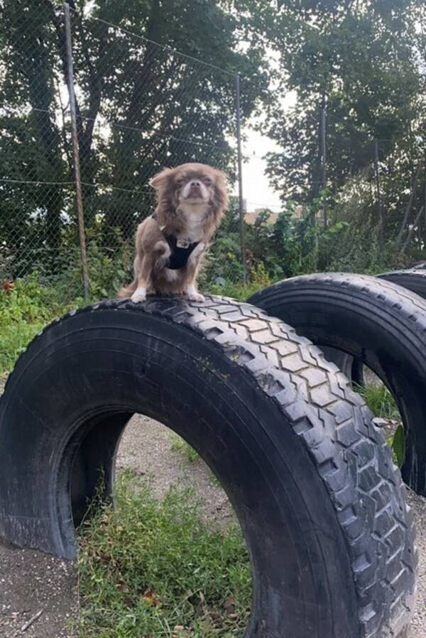 Hund - Chihuahua Mimi