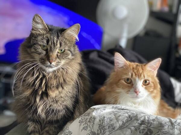 Katt - Blandras, lnghrig 