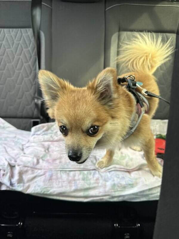 Hund - Uzi Hund - Uzi