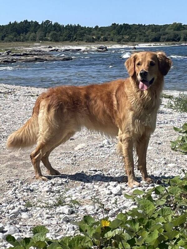 Hund - Golden  retriever (jakt)