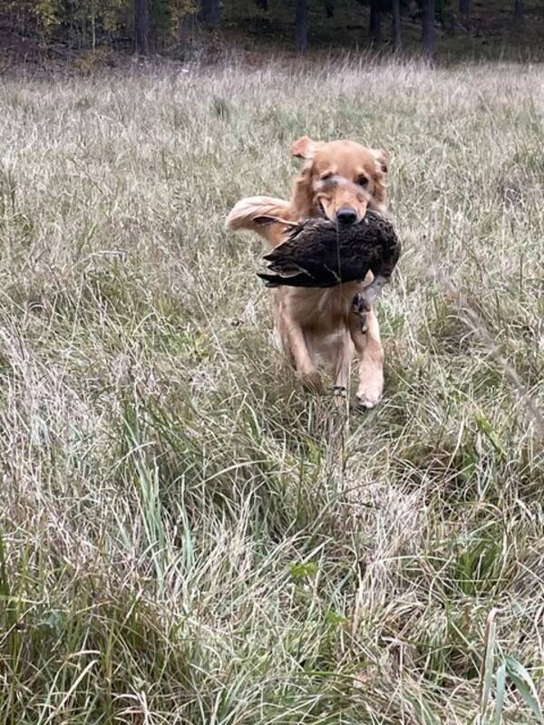 Hund - Golden  retriever (jakt)