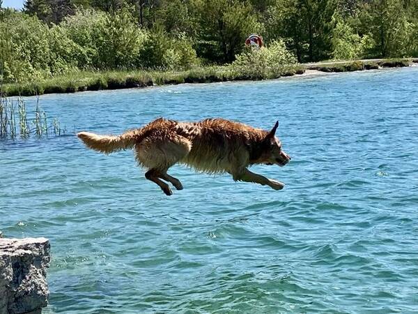 Hund - Golden  retriever (jakt)