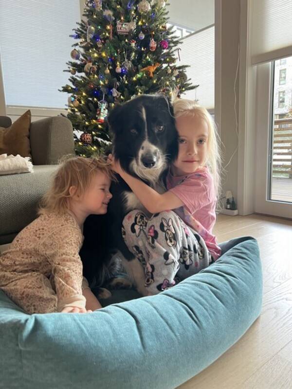 Hund - Border collie Herman Hund - Border collie Herman