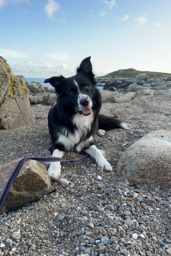 Hund - Border collie Herman