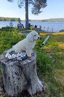 Hanhund, 3 r. Bichon frise.