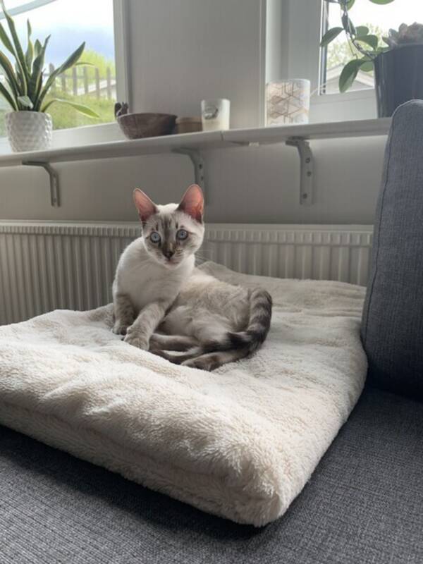 Katt - Snbengal Koda