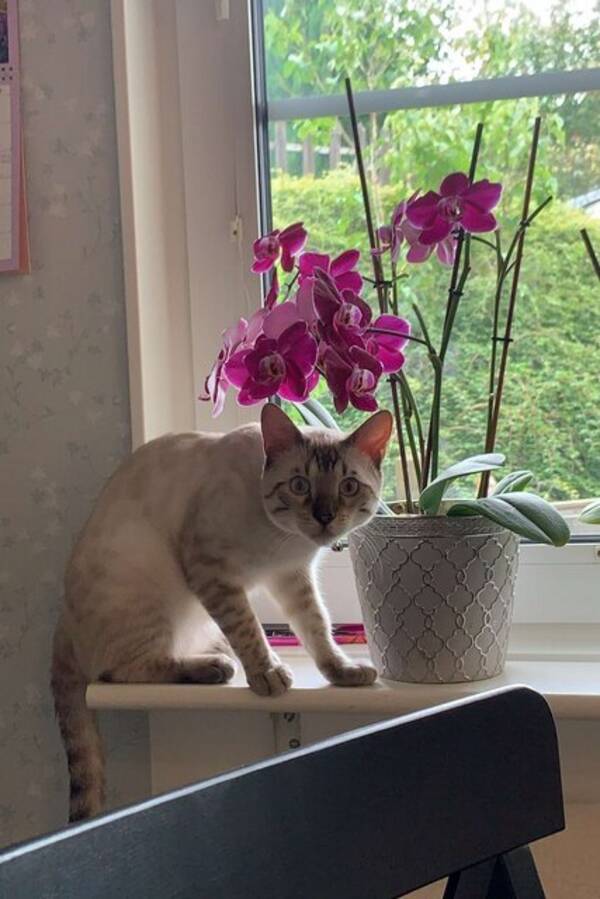 Katt - Snbengal Koda