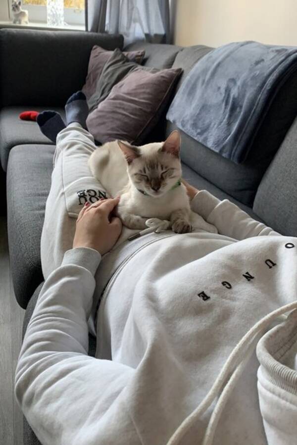 Katt - Snbengal Koda