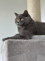 Brittisk korthår hona