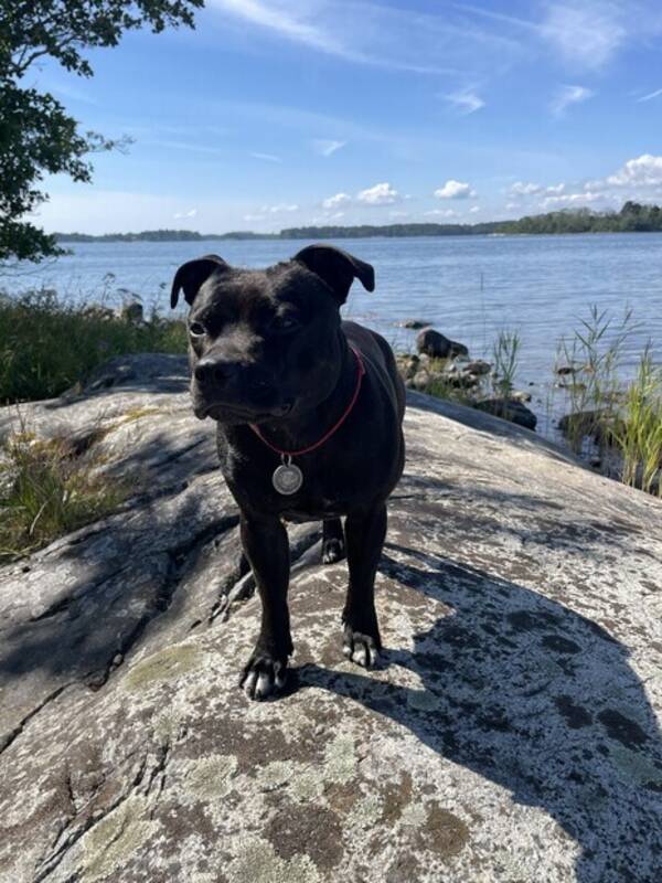 Hund - Staffen Elsa