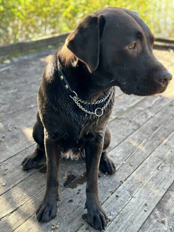 Hund - Labrador 