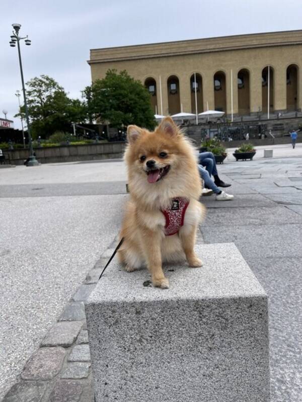 Hund - Bella Pomeranian