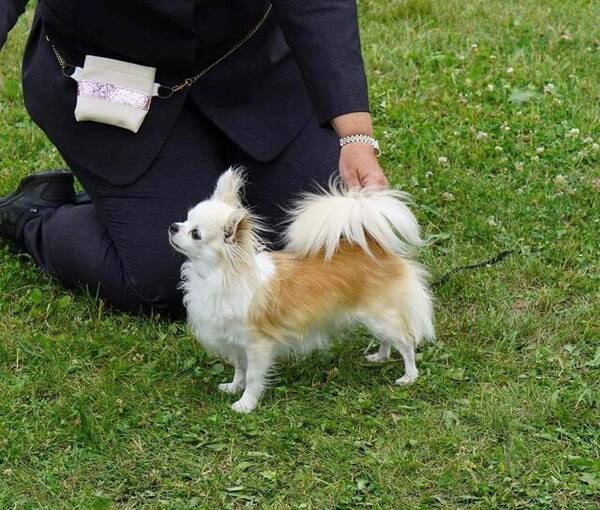 Hund - Luke Skywalker Chihuahua 