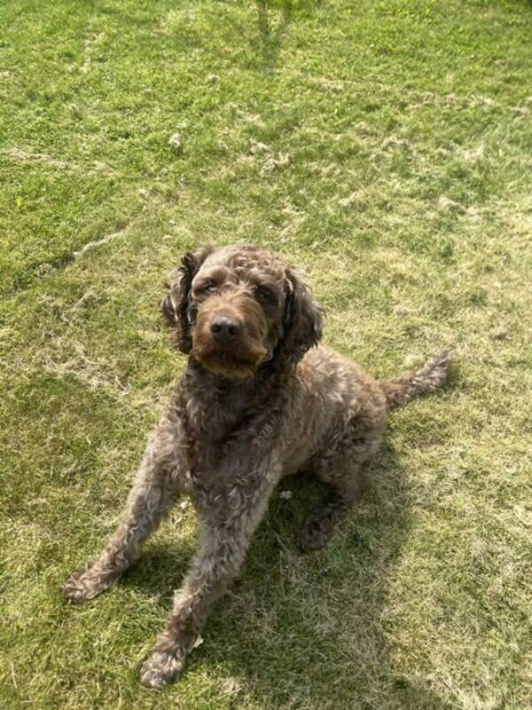 Hund - Labradoodle Hund - Labradoodle