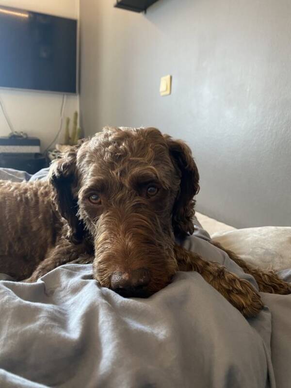 Hund - Labradoodle Hund - Labradoodle