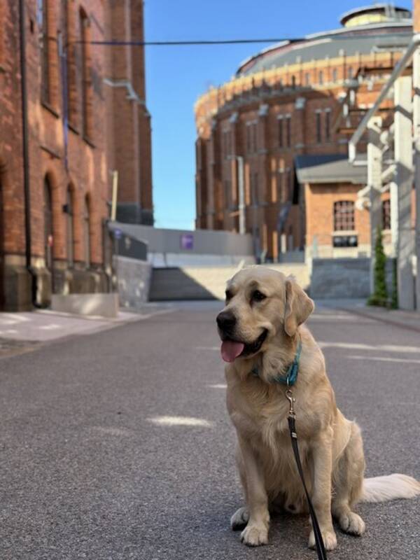 Hund - Golden Retriever Rio, 2 r 