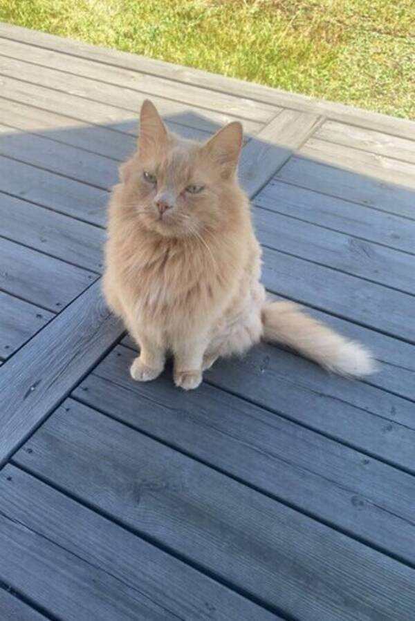 Katt - Katt orange/katt gr/vit 
