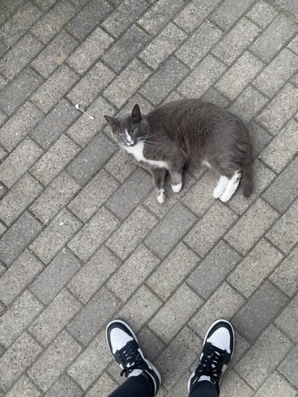 Katt - Katt orange/katt gr/vit 