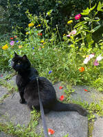 Katten Bidger Katten Bidger