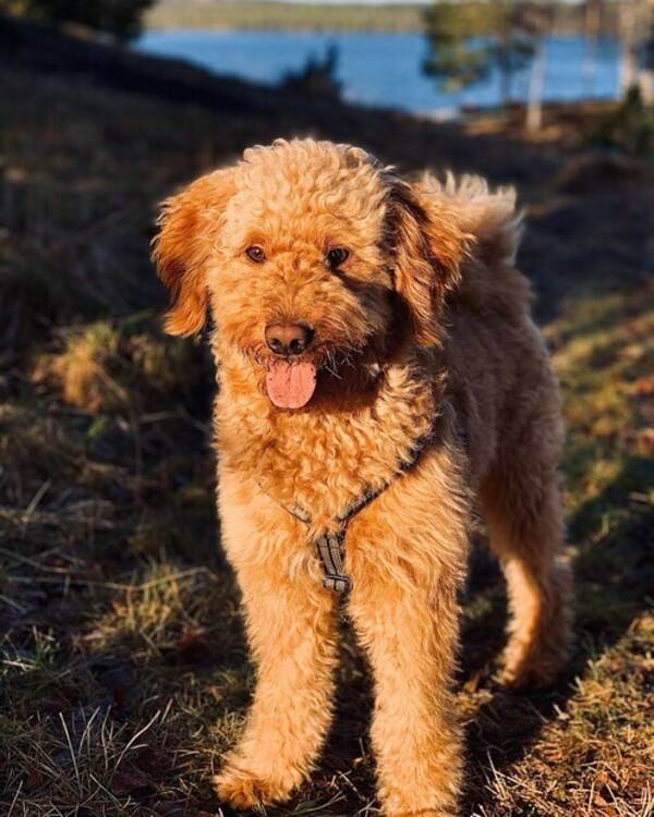 Hund - Golden doodle Viggo