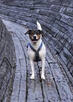 Dansk-svensk gårdshund, Finley Dansk-svensk gårdshund, Finley