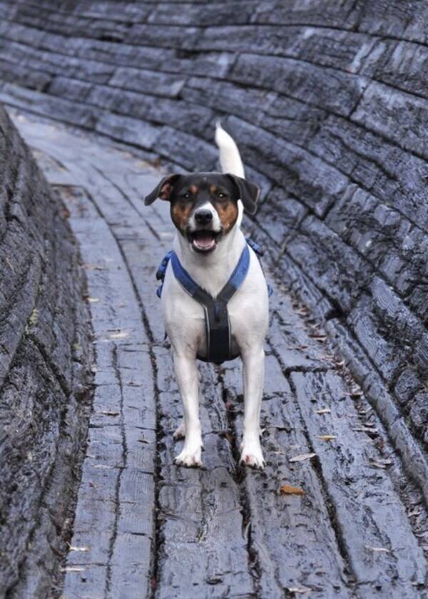 Hund - Dansk-svensk gårdshund, Finley Hund - Dansk-svensk gårdshund, Finley