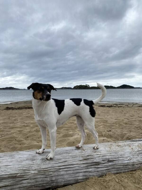 Hund - Dansk-svensk gårdshund, Finley Hund - Dansk-svensk gårdshund, Finley