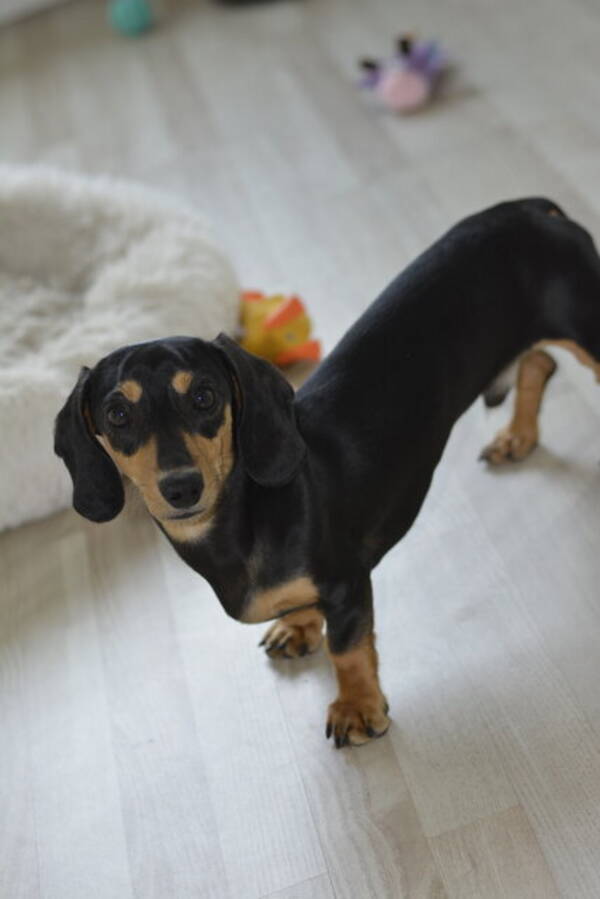 Hund - Taxen Uno