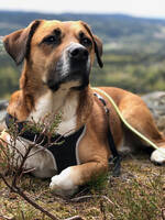 Blandingshund Blandingshund