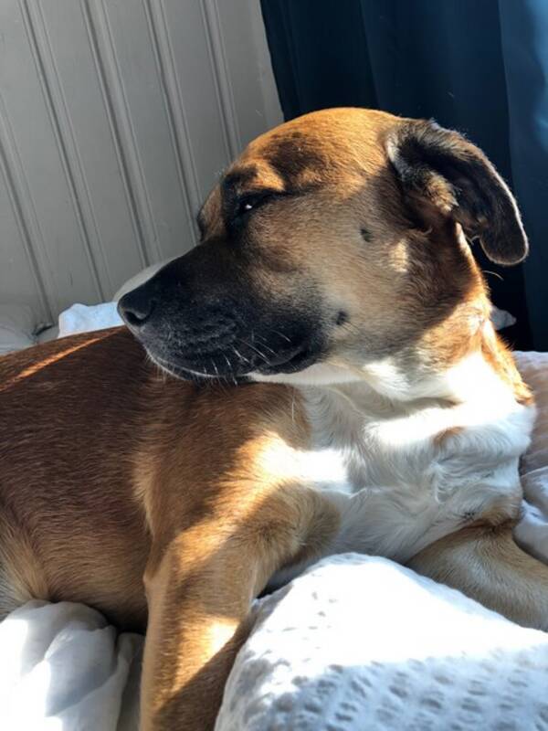 Hund - Blandingshund Hund - Blandingshund