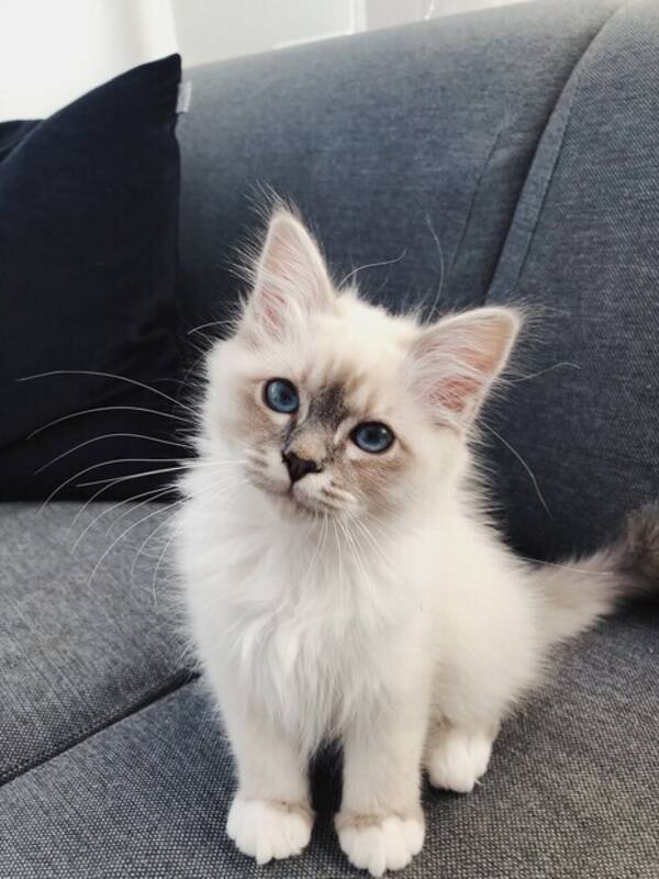 Katt - Ludvig Katt - Ludvig