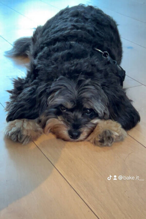 Hund - Hunden min en Spitzpoo Casper Hund - Hunden min en Spitzpoo Casper