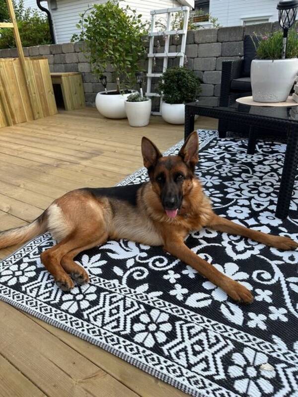 Hund - Schæferhunden min Bella Hund - Schæferhunden min Bella