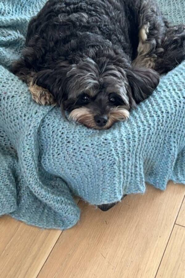 Hund - Hunden min en Spitzpoo Casper Hund - Hunden min en Spitzpoo Casper