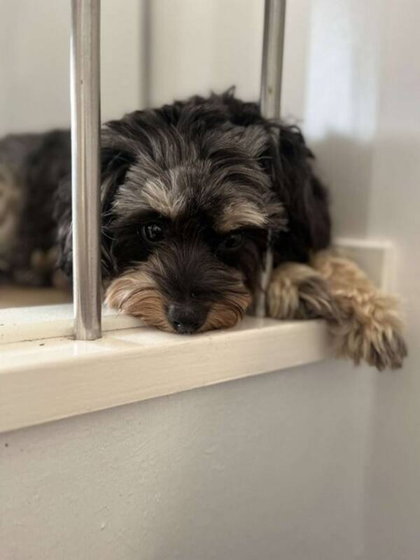 Hund - Hunden min en Spitzpoo Casper Hund - Hunden min en Spitzpoo Casper