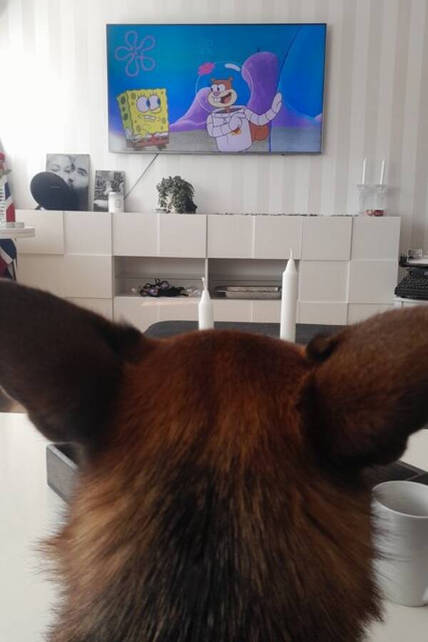 Hund - Schæferhunden min Bella Hund - Schæferhunden min Bella