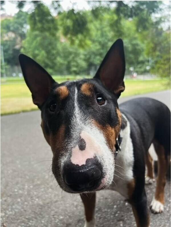 Hund - Minibullterrier